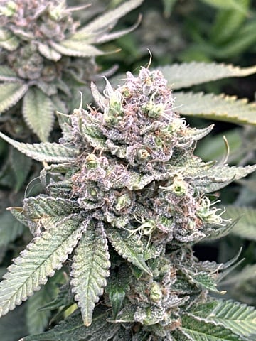 Clones GodFather OG Clones — flower, day 121