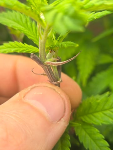 First Grow — vegetative, day 61