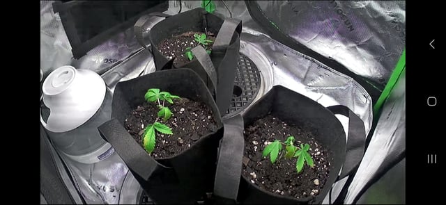 new bee's  — vegetative, day 1