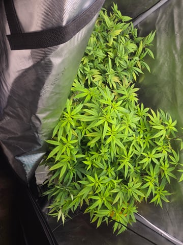 First Grow — flower, day 67