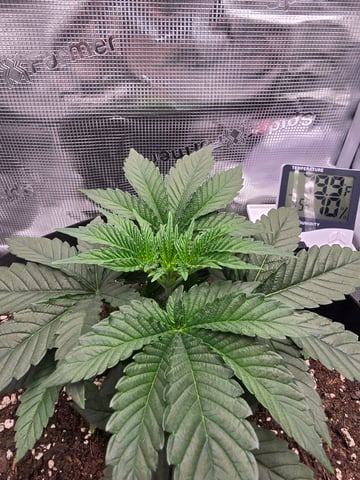 Northern lights #10 (Alaska) — vegetative, day 19