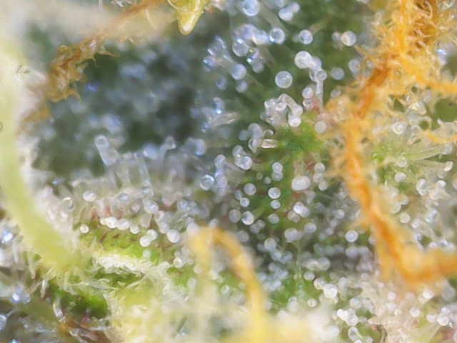 Purple Haze Auto — flower, day 76