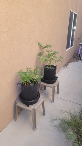 Poison Rainbows — vegetative, day 85