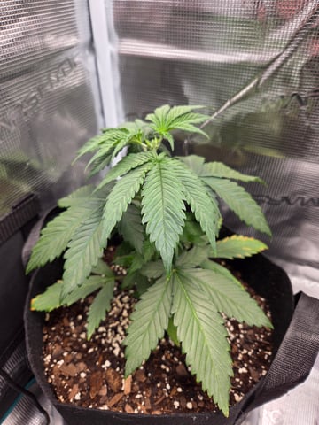 second grow — vegetative, day 21