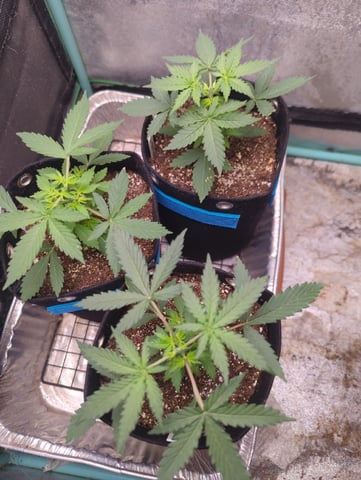 Autos — vegetative, day 14