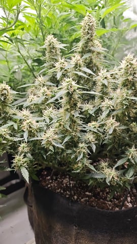 Last girls got kicked. — flower, day 99