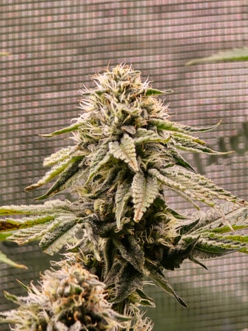 Northern lights #10 (Alaska) — flower, day 71