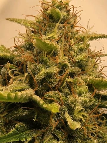 Purple Skunk 3 x 5  — flower, day 78