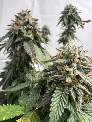 Indoor Grow  — flower, day 96