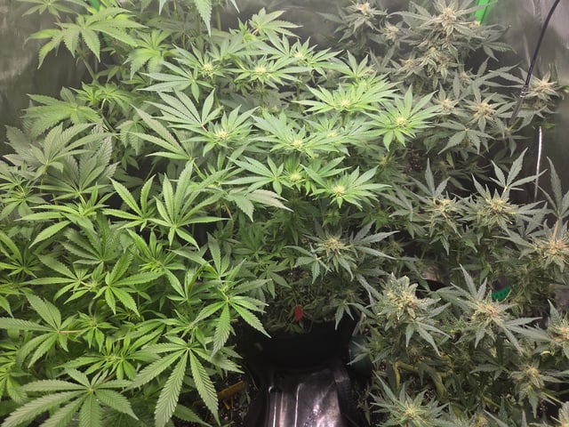 Special Queen 1 Fem+ Watermelon Auto — flower, day 63