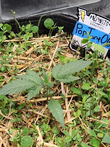 Mephisto Apple Crush and Pop tart OG in Nature's Living Soil.  — seedling_rooting, day 17