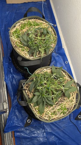 Double Smile And (Alien Vs Triangle X Strawberry Nuggets) — flower, day 31