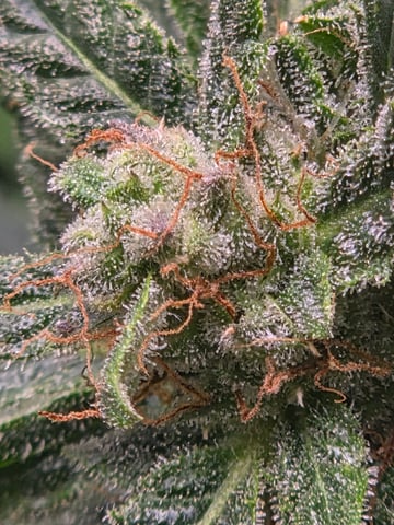 Special Queen 1 Fem+ Watermelon Auto — flower, day 66