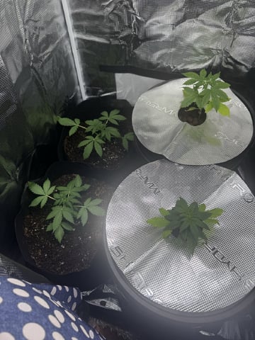 Round 1 — vegetative, day 29