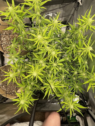 3x3 Grow — flower, day 18