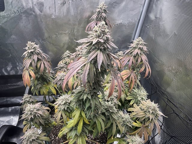 BloodMoon Gelato — flower, day 114