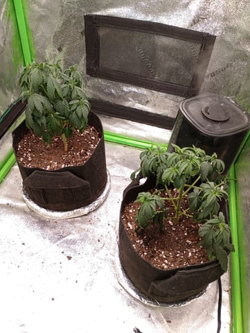 All Aboard!!! — vegetative, day 39