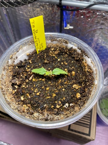 Widows Mimosa(auto) F2 progeny — seedling_rooting, day 21
