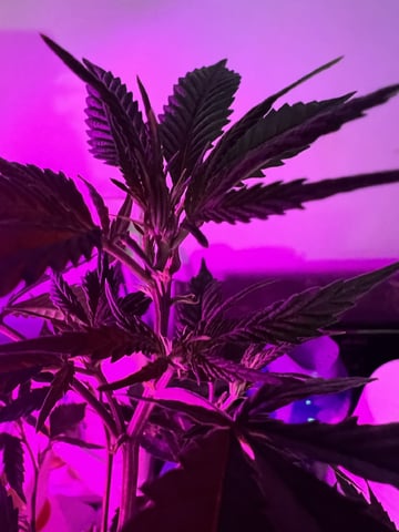 White Widow Auto — flower, day 92