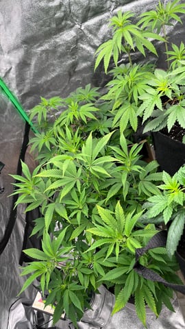 CB (Fem Photo) — flower, day 33