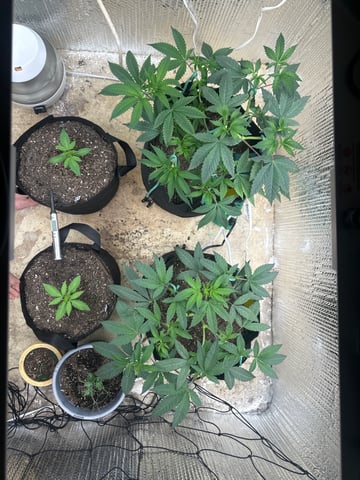 trying some bag seeds — vegetative, day 15