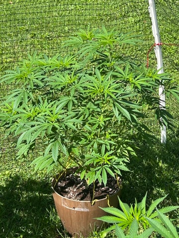 2026 Outdoor — vegetative, day 72