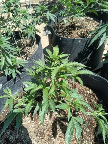 first 4 — vegetative, day 2