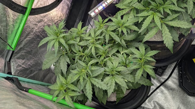 Perpetual Autoflower Mixed Grow #3 — flower, day 84