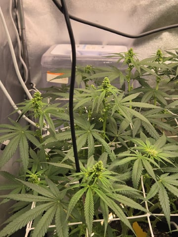 first grow second plant 