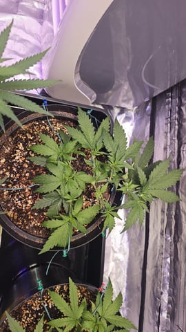 Amnesia Haze Run — vegetative, day 25
