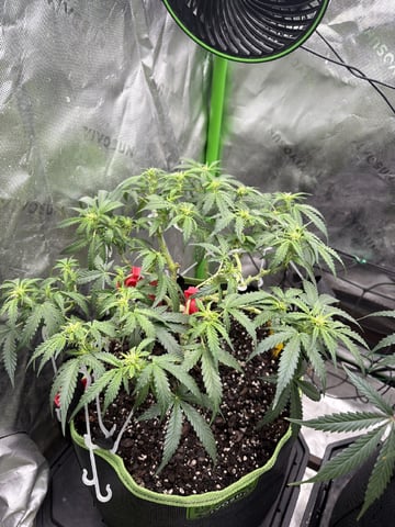 Midsummer Outdoor — flower, day 57