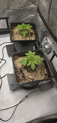 Maple Nectar  — seedling_rooting, day 20