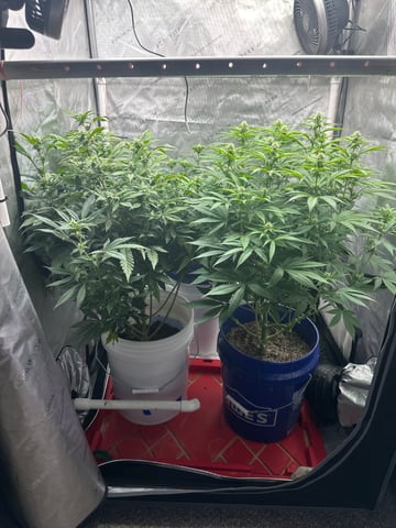 Grow#2 — flower, day 57