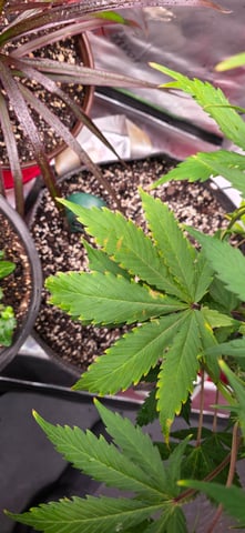 Here We Grow... — flower, day 71