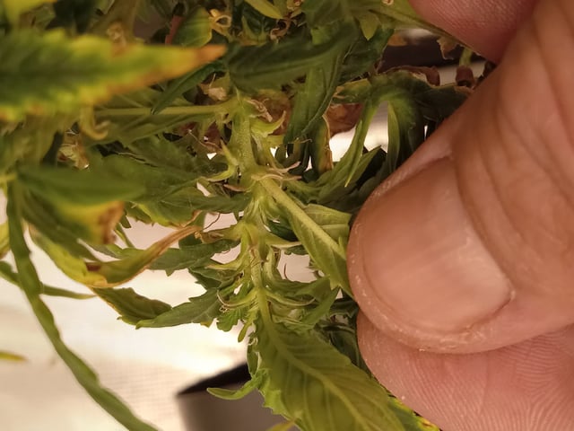 5 Autos — grow_setup, day 21