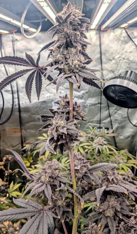 EG/SM/SG/CW — harvest, day 141