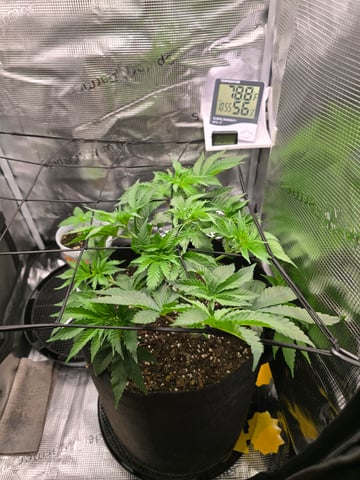 Northern lights #10 (Alaska) — vegetative, day 29