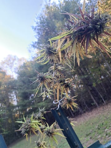 Bucket List Grow #2 — harvest, day 138