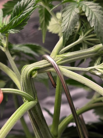 second grow — vegetative, day 27