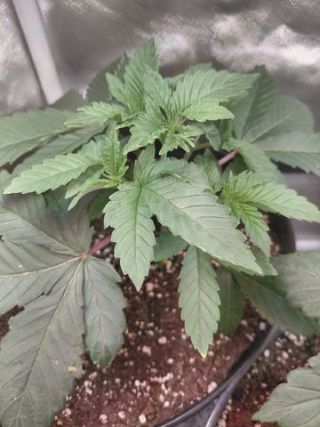 SUMMER 2026 — vegetative, day 27