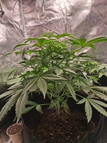 First Indoor Grow  — vegetative, day 29