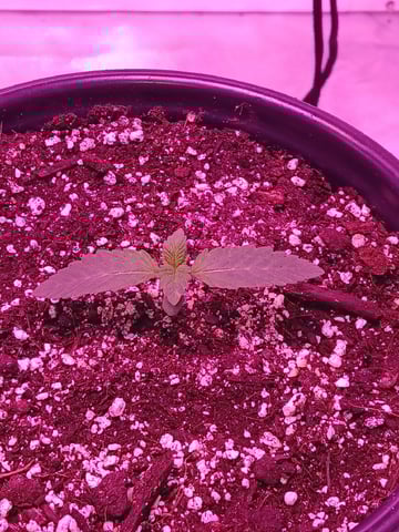 CountryG  — seedling_rooting, day 15