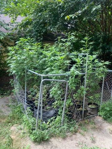 AutoRuntz — vegetative, day 6