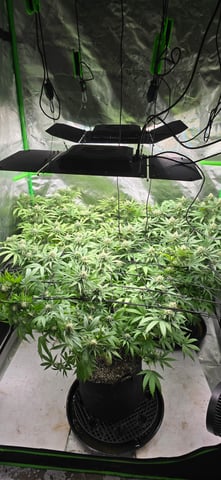 Attack Of The Clones — flower, day 62