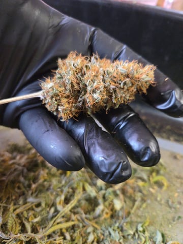 Banana and Gold — harvest, day 83