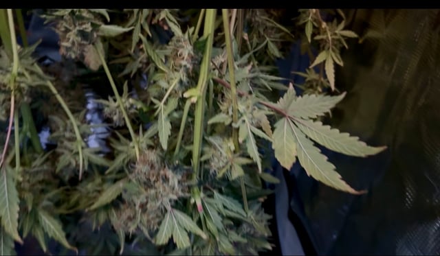 Auto Flower — harvest, day 64