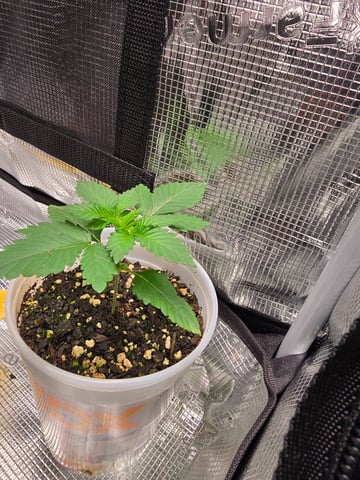 Northern lights #10 2nd plant (Selkies) — vegetative, day 14