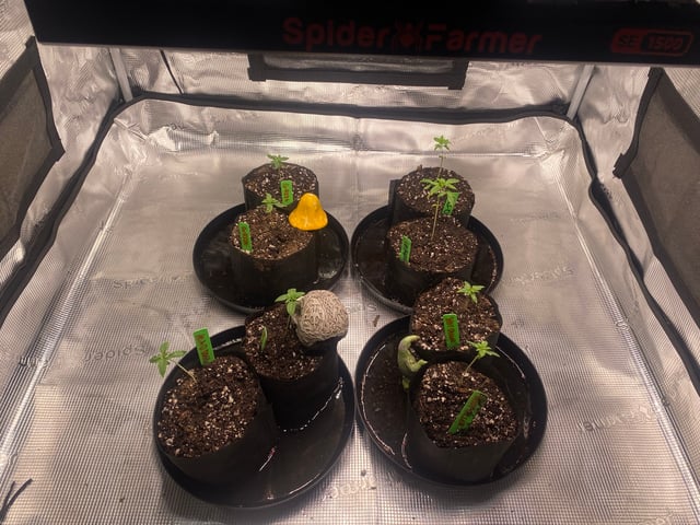 Solfire Gardens Grow — vegetative, day 20