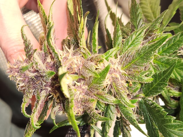 Autoflower grow. my first grow  — flower, day 73