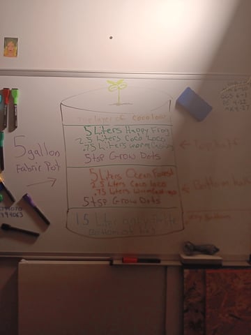 Gurilla Glue #4 × Samsquatch autos — seedling_rooting, day 11